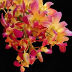 Dendrobium Sunshine Orange